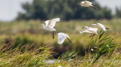 Image of a waterbird