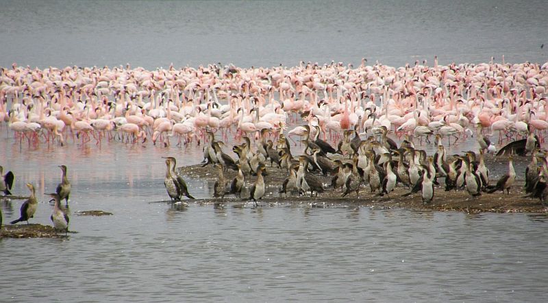 Waterbirds