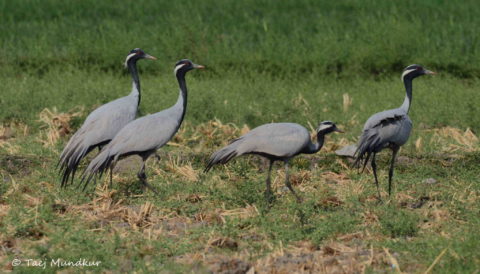 Demoiselle-Crane