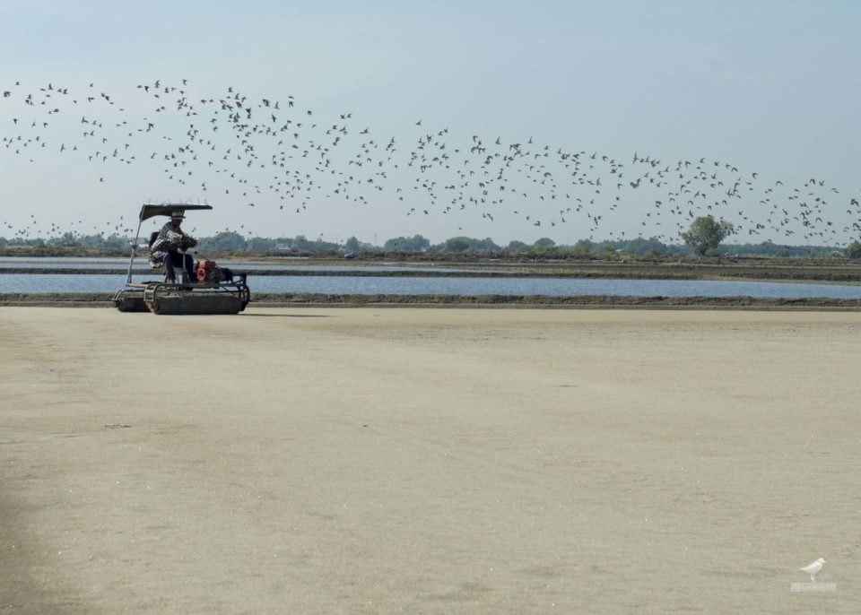 A large flock of shorebirds fly to feed on the coastal mudflats after resting in an operating salt works. ©Eugene Cheah