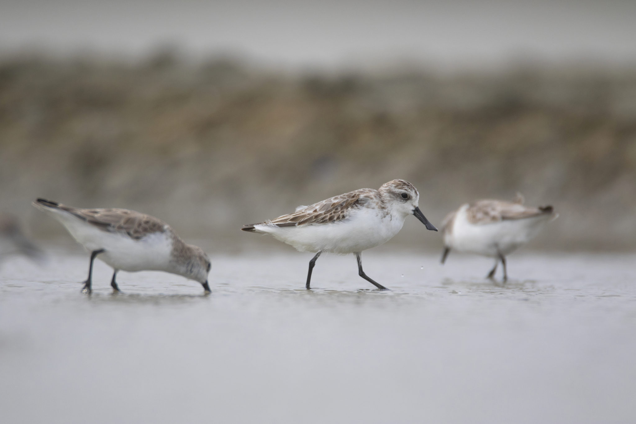 Decline in migratory birds prove nature is in trouble