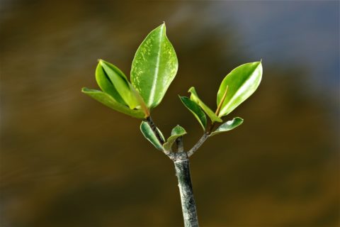 Healthy Mangrove Seedling