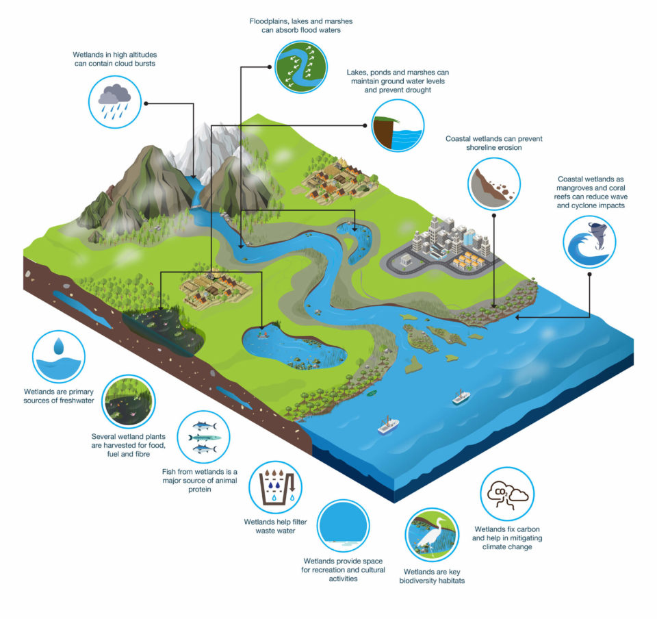 Diagram of wetland natural cycles