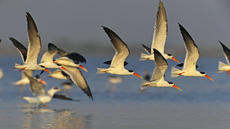 A flock of Endangered Indian Skimmer on the Jamnagar coast, by Yashodhan Bhatia