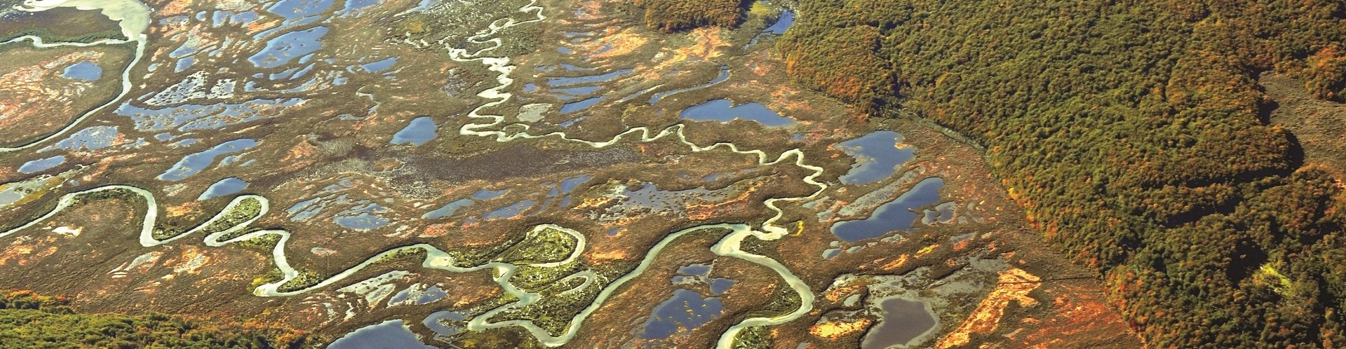Scientists identify the most urgent research questions facing the world’s peatlands