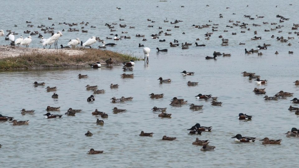 A large flock of migratory Northern Shovellor, Garganey duck, Eurasian Spoonbill and others at a wetland in Gujarat state, India. Photo by Taej Mundkur. 