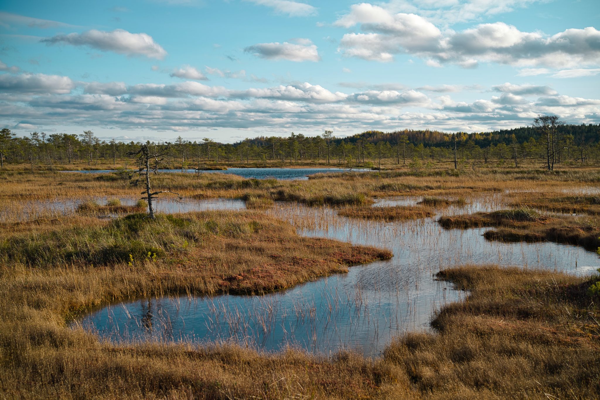 New paper in Science highlights peatland restoration as a powerful climate solution