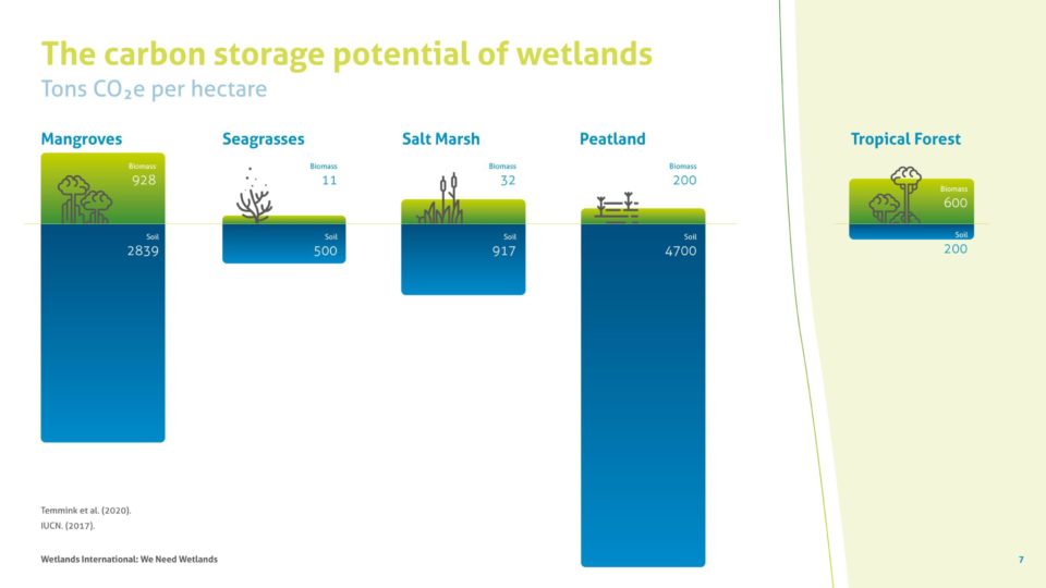The carbon storage potential of Wetlands 