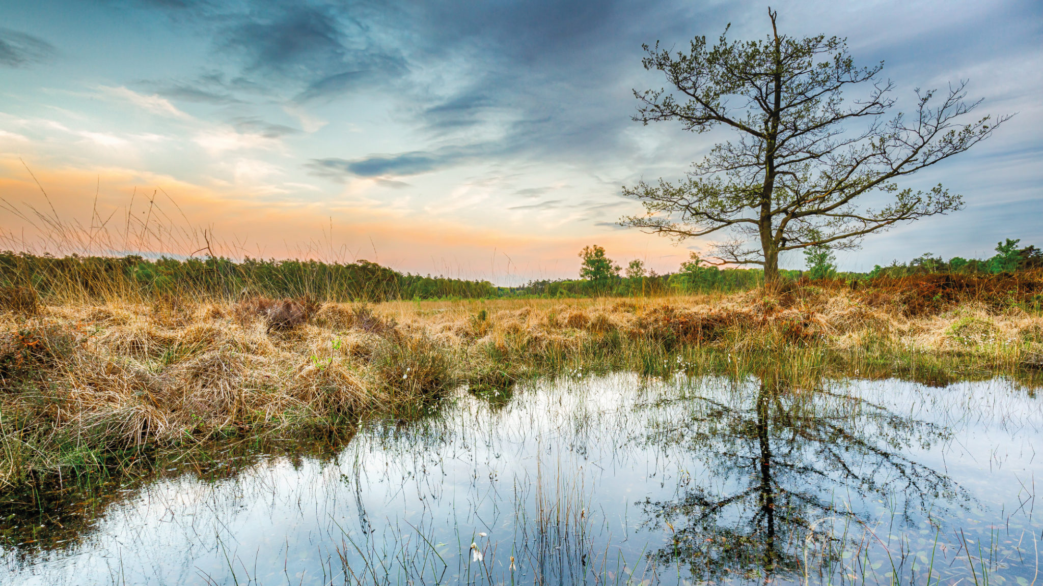 Director Wetlands International Panama – Latin America and Caribbean -  Wetlands International