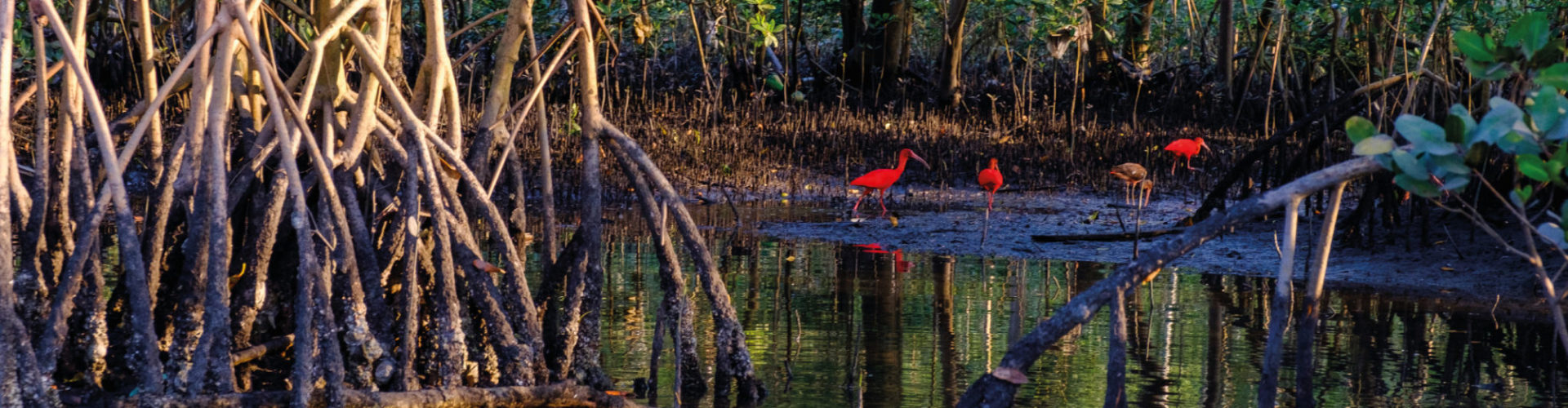 A shot of sun setting on mangrove tree roots while red birds feed in the habitat