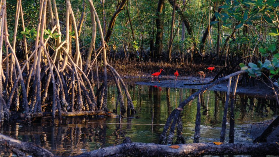 A shot of sun setting on mangrove tree roots while red birds feed in the habitat