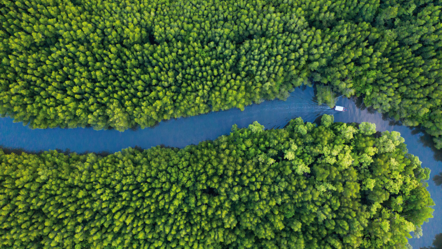 Decades of Change with Global Mangrove Watch - Wetlands International