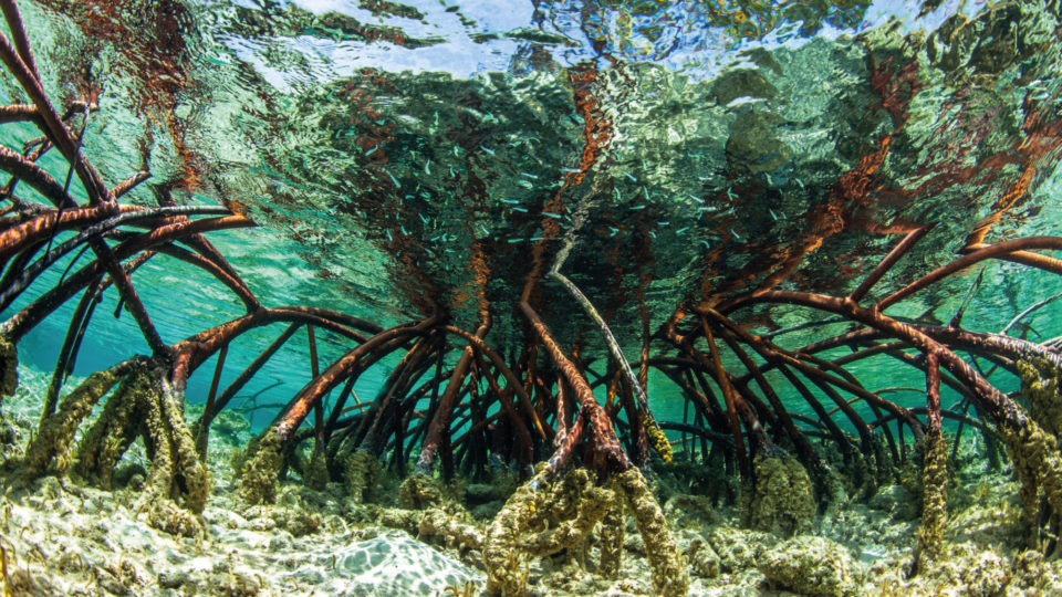 Underwater photograph of a mangrove tree in clear waters.By James White/Danita Delimont
