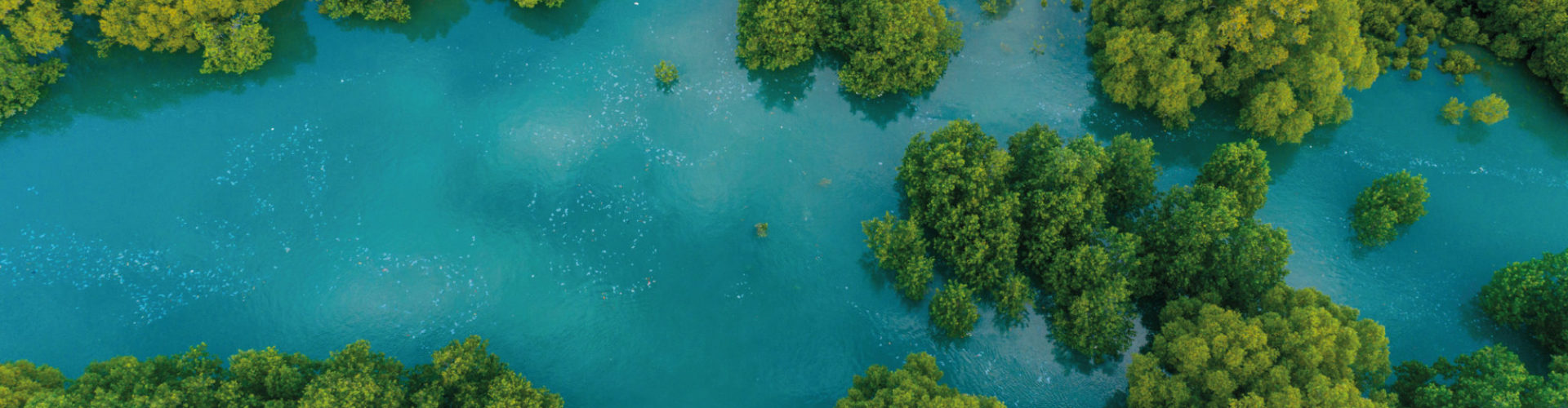 An aerial shot of mangrove forests - blue carbon