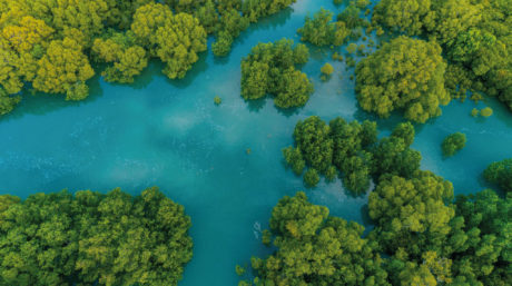 An aerial shot of mangrove forests - blue carbon