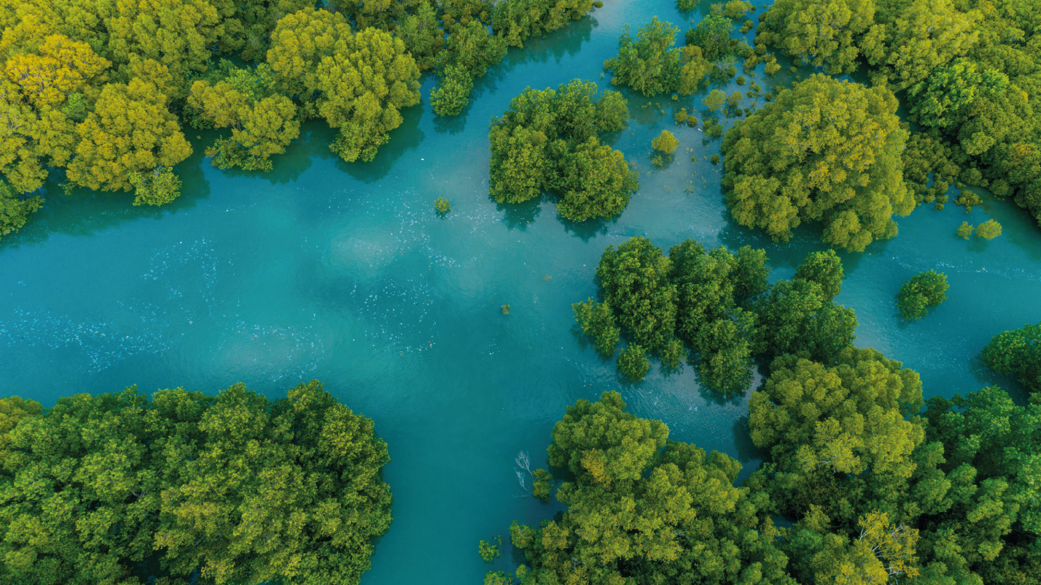 Gains in Colombia’s mangrove cover demonstrate opportunity to unlock new investment for scaling protection and restoration