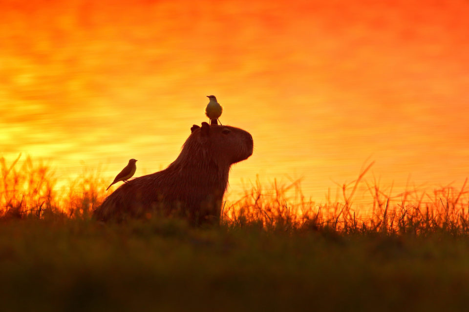 Capybara in the lake water with bird. The biggest mouse around the world, Capybara, Hydrochoerus hydrochaeris, with evening light during orange sunset, Pantanal, Brazil.