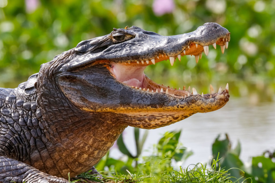 Close-up of a Black Caiman profile with open mouth against defocused background at the water edge, Pantanal Wetlands, Mato Grosso, BrazilBy Uwe Bergwitz