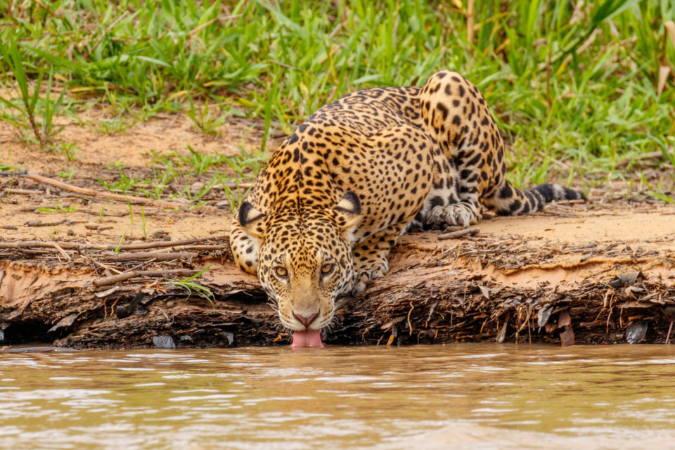 Wild Jaguar in its Natural Habitat Drinking Water along the Cuiaba River Bank in Pantanal, BrazilBy sekarb, Adobe Stock