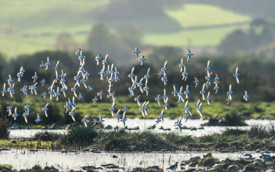 Waterbirds over a marshland, Devon, EuropePhoto Credit - Maciej Olszewski 