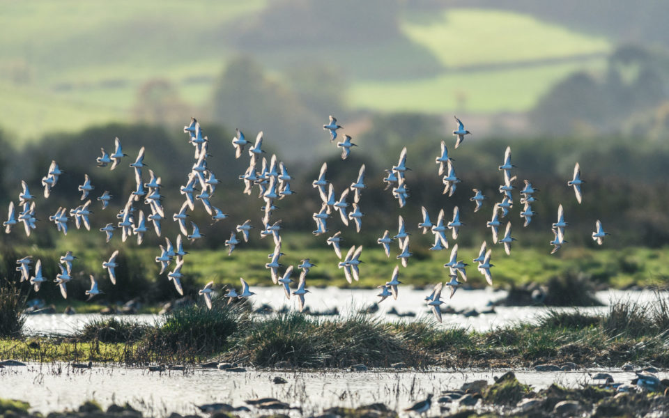 Waterbirds over a marshland, Devon, EuropePhoto Credit - Maciej Olszewski