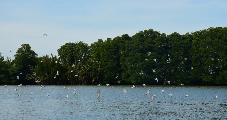 Flock of terns gliding over the mangrove-lined river of Malolos, Bulacan.