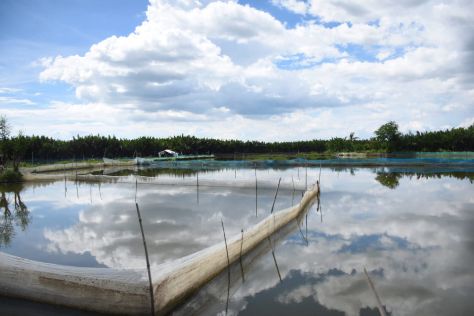 Fishponds have replaced mangrove forests in the Philippines, such as those in Bulacan Province, to accommodate the growing demand for fish supply.