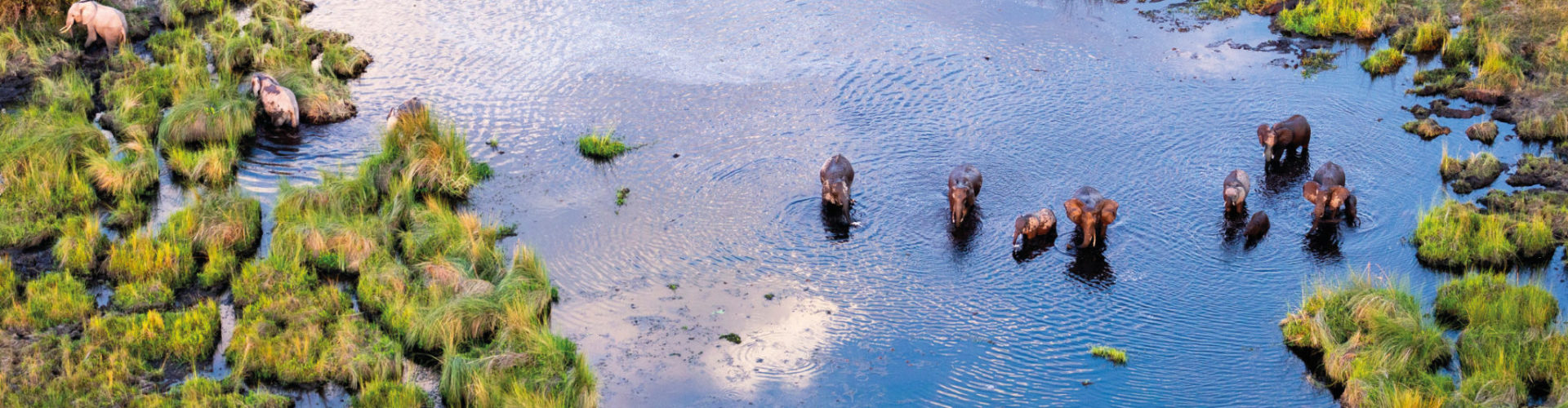 Waterbirds over a marshland, Devon, Europe Photo Credit - Maciej Olszewski