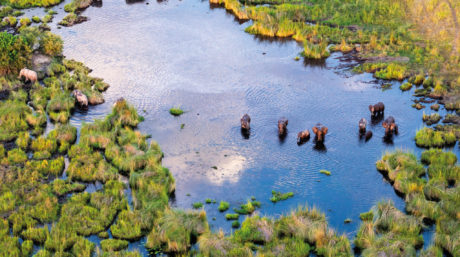 Waterbirds over a marshland, Devon, Europe Photo Credit - Maciej Olszewski