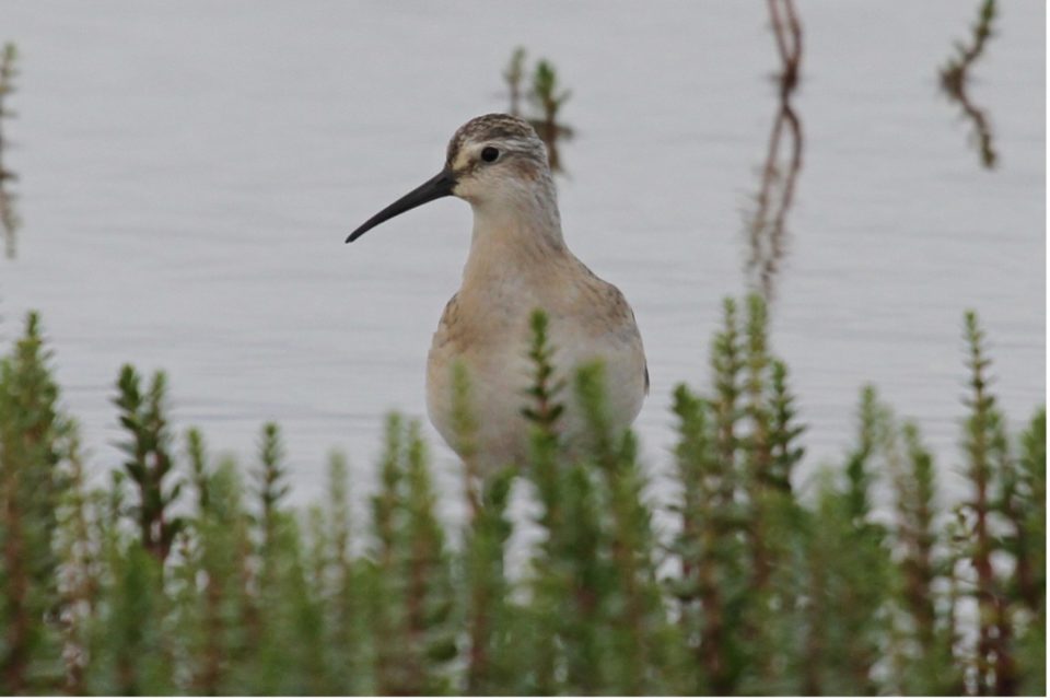 Juvenile Curlew Sandpiper, Kuznets Area, Nenetsky, Russia, early August 2011 (photo: Ward Hagemeijer)