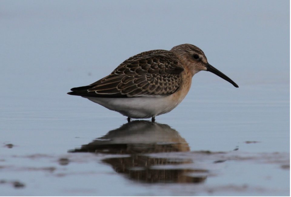 Juvenile Curlew Sandpiper, Kuznets Area, Nenetsky, Russia, early August 2011 2011 (photo: Ward Hagemeijer)