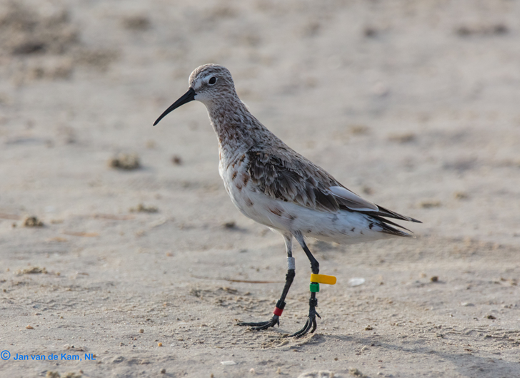 Curlew Sandpiper with colour rings. Barr Al Hikman, March 2018. (photo: Jan van de Kam)