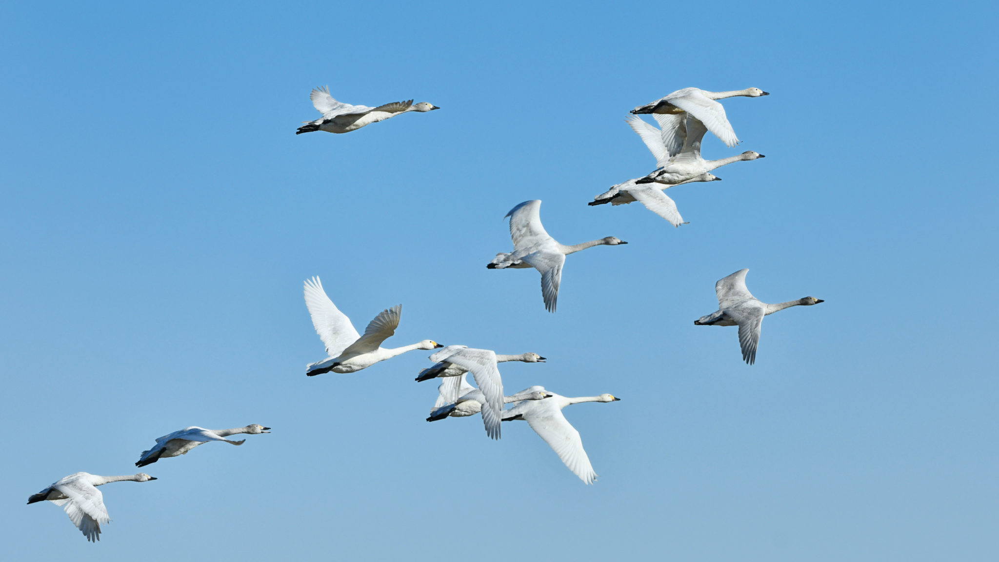 IOP statement at Ramsar Convention on Wetlands Standing Committee 62