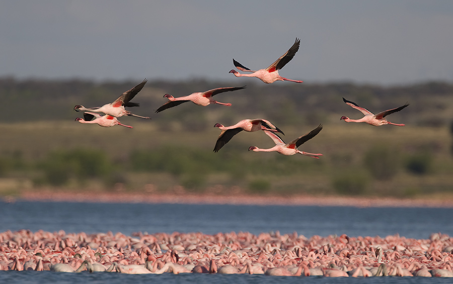 Flamingos flying over wetlands