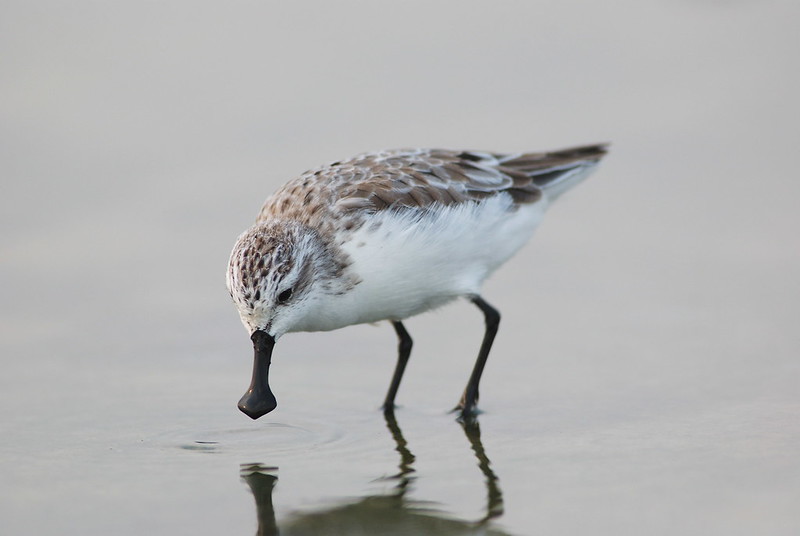 Spoon-billed Sandpiper - a migratory bird in a mudflat  