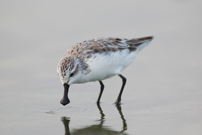 Spoon-billed Sandpiper - a migratory bird in a mudflat