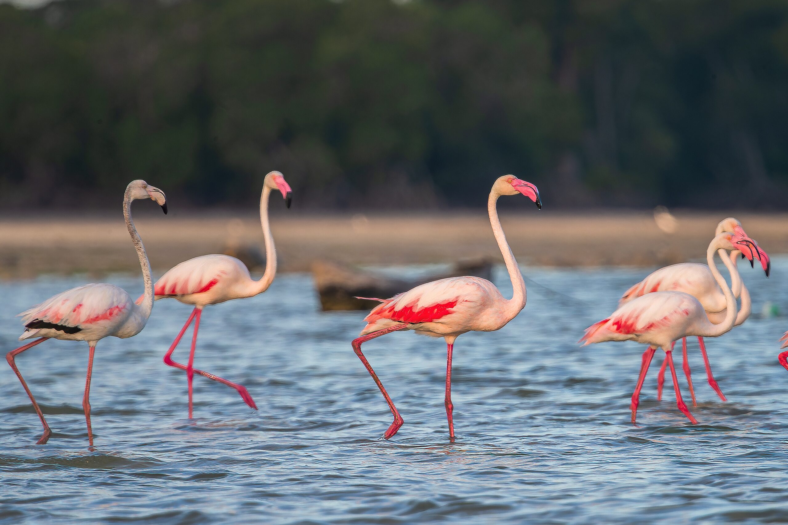 Wetlands International joins EAZA’s Wetlands for Life Conservation Campaign (2026–2027)