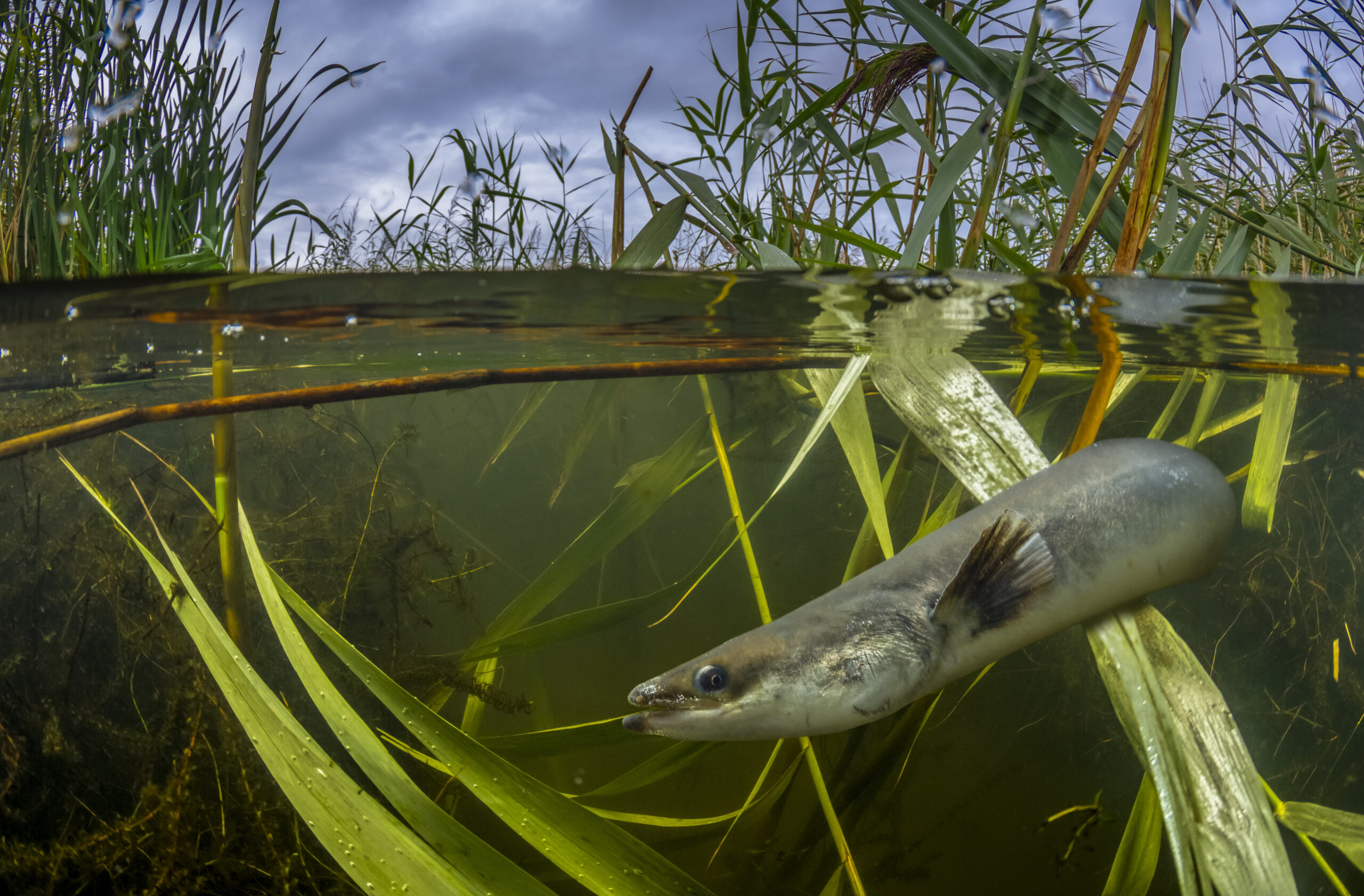 Almost half of European freshwater fishes at risk of extinction