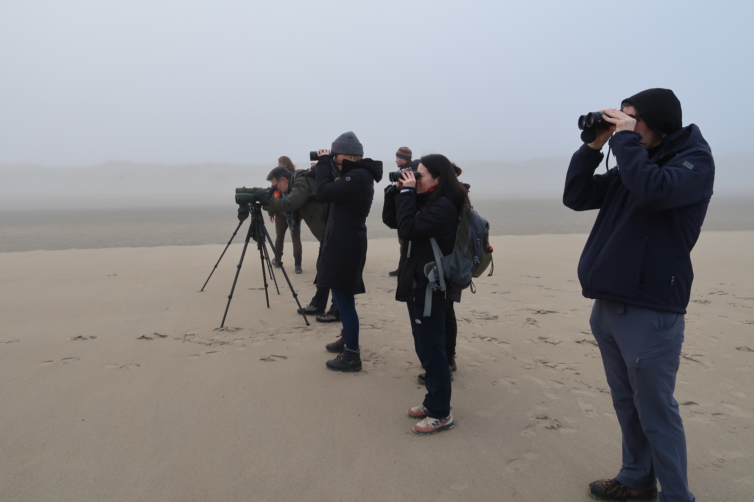 Counting migratory birds is key to saving them