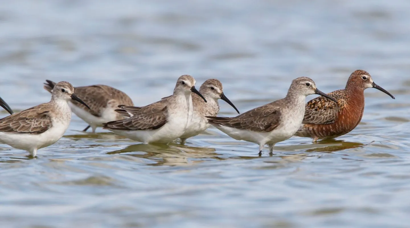 Astonishing flight by one of our migrating Curlew sandpipers