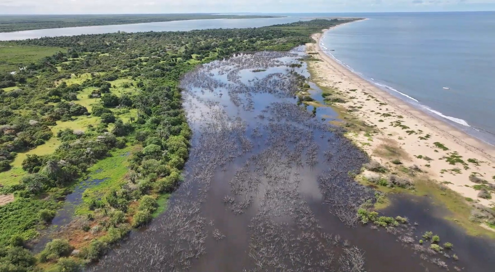 From  alerts to  action:  protecting the  mangroves of  the  Casamance  through  remote sensing  data 