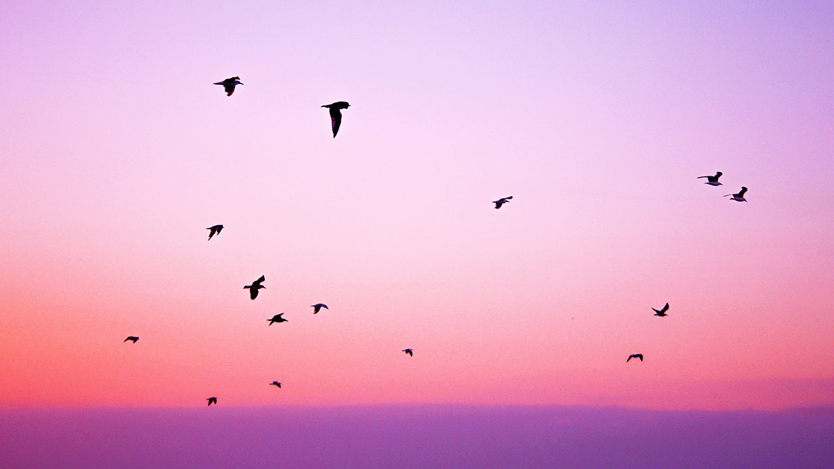 Mourning the loss of a champion of the world’s waterbirds – Gerard Boere